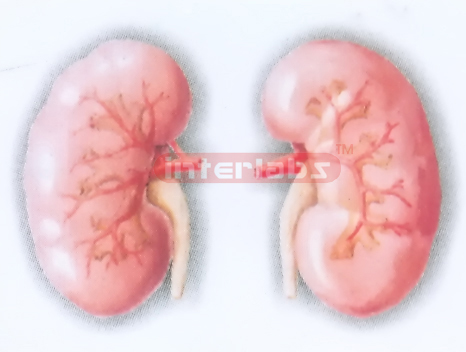 THE RENAL SEGMENTS AND THE SEGMENTAL ARTERIES MODEL (ANTERIOR ABD POSTERIOR ASPECT)